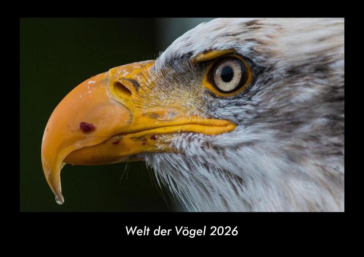 Produktbild: Welt der V&ouml;gel 2026 Fotokalender DIN A3