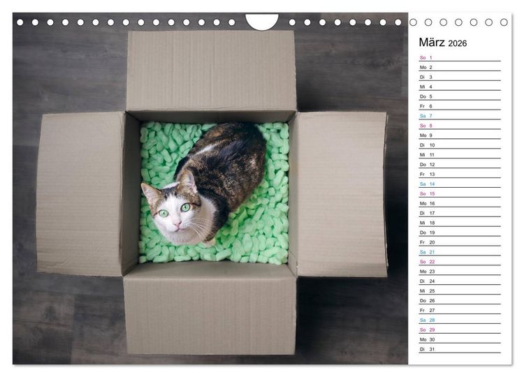 Produktbild: Karton Katzen (Wandkalender 2026 DIN A4 quer), CALVENDO Monatskalender