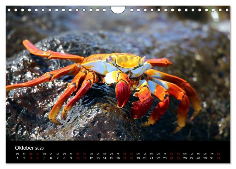 Produktbild: Ama la Vida Ecuador (Wandkalender 2026 DIN A4 quer), CALVENDO Monatskalender
