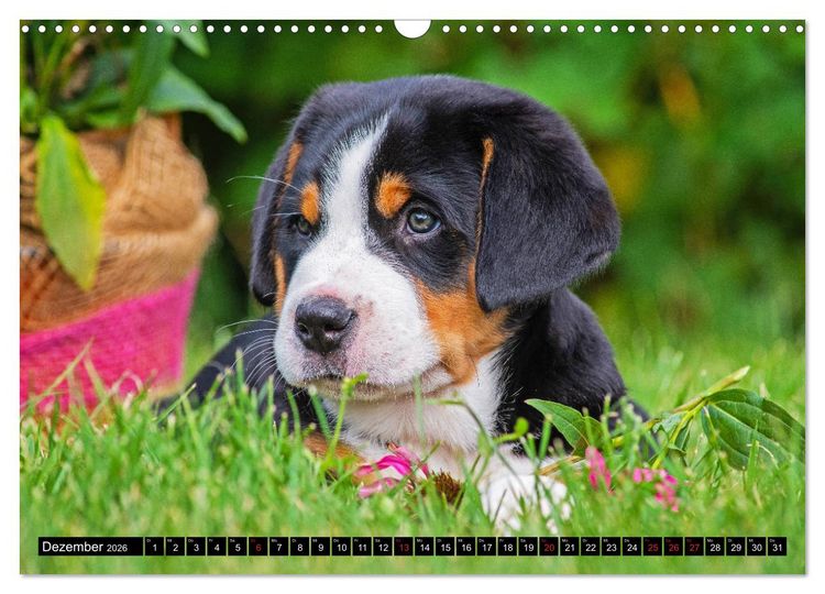 Produktbild: Ein Hund zum Verlieben - Gro&szlig;er Schweizer Sennenhund (Wandkalender 2026 DIN A3 quer), CALVENDO Monatskalender