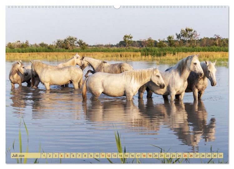 Produktbild: Die wilden Pferde der Camargue (hochwertiger Premium Wandkalender 2026 DIN A2 quer), Kunstdruck in Hochglanz