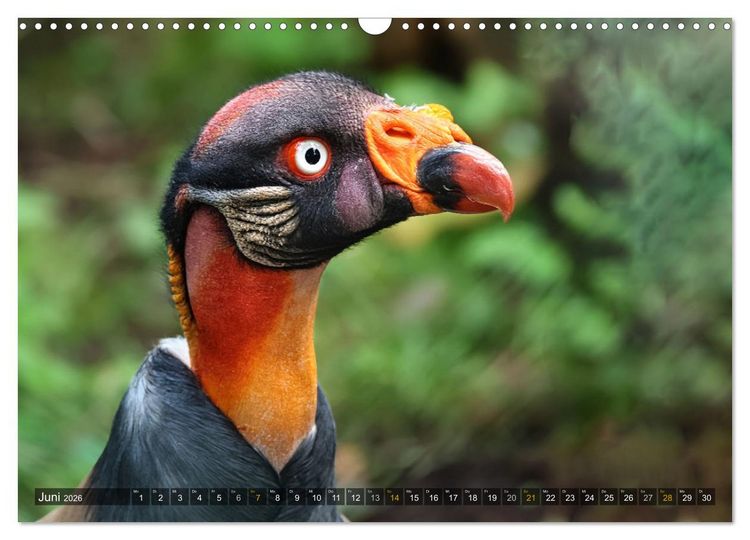Produktbild: Imposante Vogelportr&auml;ts (Wandkalender 2026 DIN A3 quer), CALVENDO Monatskalender
