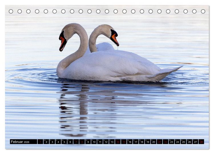 Produktbild: Die Eleganz der Schw&auml;ne (Tischkalender 2026 DIN A5 quer), CALVENDO Monatskalender