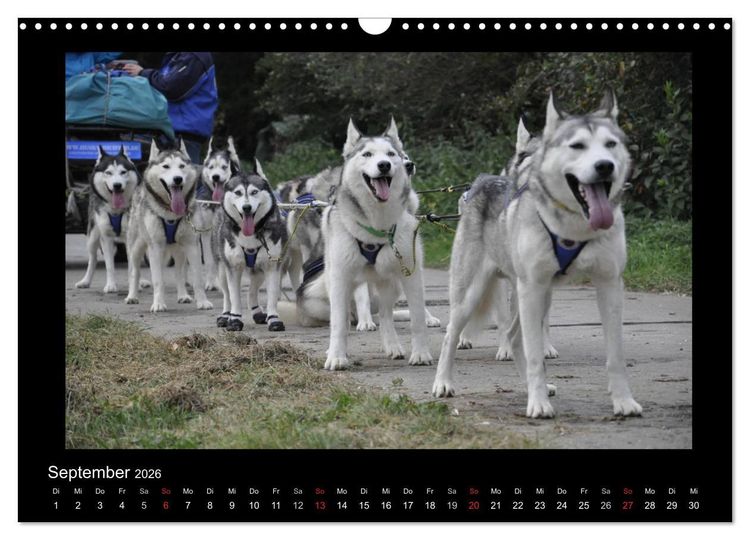 Produktbild: Husky-Kalender (Wandkalender 2026 DIN A3 quer), CALVENDO Monatskalender