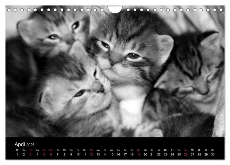 Produktbild: geliebte Katzen - auf Samtpfoten durchs Jahr (Wandkalender 2026 DIN A4 quer), CALVENDO Monatskalender