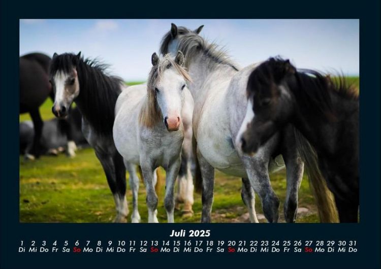Produktbild: Pferdegefl&uuml;ster 2025 Fotokalender DIN A4