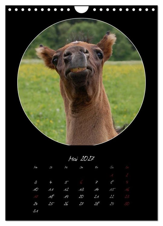 Produktbild: Crazy horses (Wandkalender 2027 DIN A4 hoch), CALVENDO Monatskalender