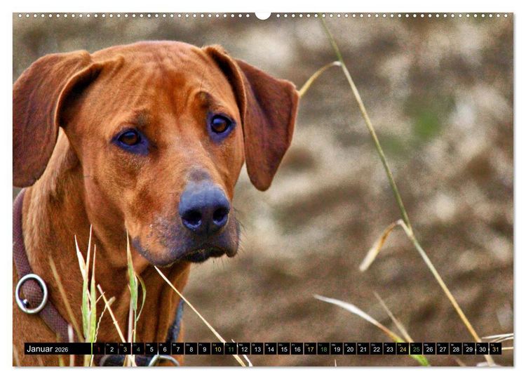 Produktbild: Rhodesian Ridgeback - Ausdrucksstarke Gesichter (hochwertiger Premium Wandkalender 2026 DIN A2 quer), Kunstdruck in Hochglanz