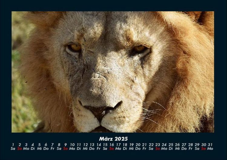 Produktbild: L&ouml;wen in der Wildnis 2025 Fotokalender DIN A4