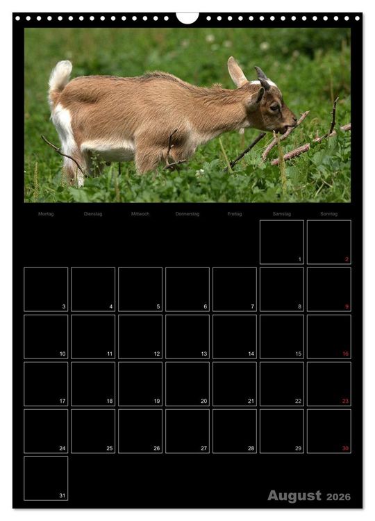 Produktbild: Zwergziegen (Wandkalender 2026 DIN A3 hoch), CALVENDO Monatskalender