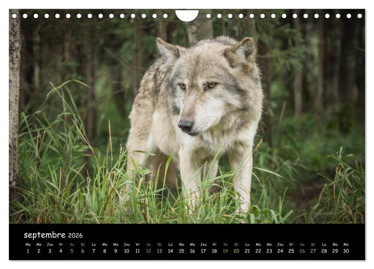 Produktbild: J'ai vu le loup (Calendrier mural 2026 DIN A4 vertical), CALVENDO calendrier mensuel