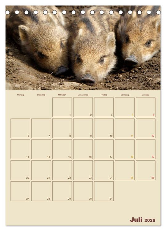 Produktbild: Wildschweine (Tischkalender 2026 DIN A5 hoch), CALVENDO Monatskalender