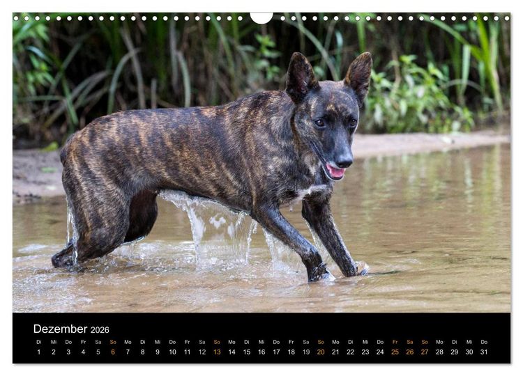 Produktbild: Holl&auml;ndischer Sch&auml;ferhund (Wandkalender 2026 DIN A3 quer), CALVENDO Monatskalender