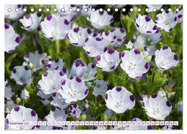 Produktbild: Wundersch&ouml;ne Wildblumen (Tischkalender 2026 DIN A5 quer), CALVENDO Monatskalender