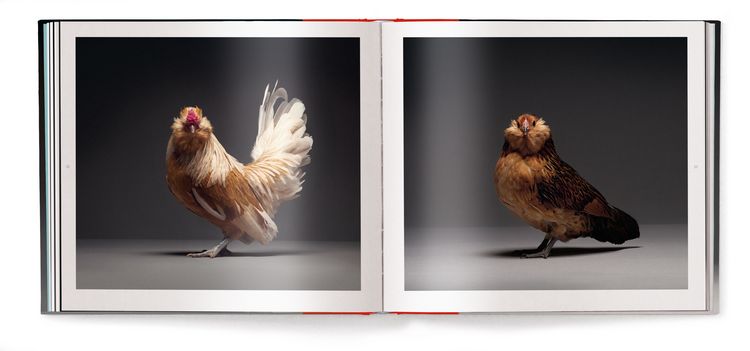 Produktbild: Chicken
