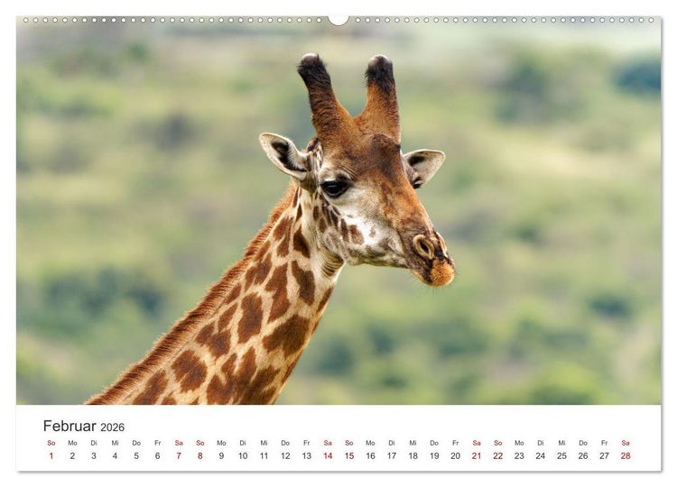 Produktbild: Tier Portraits Tansania (Wandkalender 2026 DIN A2 quer), CALVENDO Monatskalender