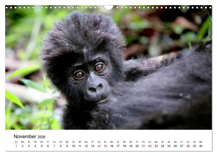 Produktbild: UGANDA - Berggorillas & Chimps (Wandkalender 2026 DIN A3 quer), CALVENDO Monatskalender