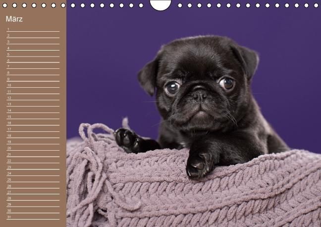 Produktbild: Ein Mops f&uuml;rs Herz (Wandkalender immerw&auml;hrend DIN A4 quer)