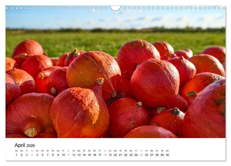 Produktbild: K&Uuml;RBIS KALENDER - Die sch&ouml;nsten K&uuml;rbisse des Jahres (Wandkalender 2026 DIN A3 quer), CALVENDO Monatskalender