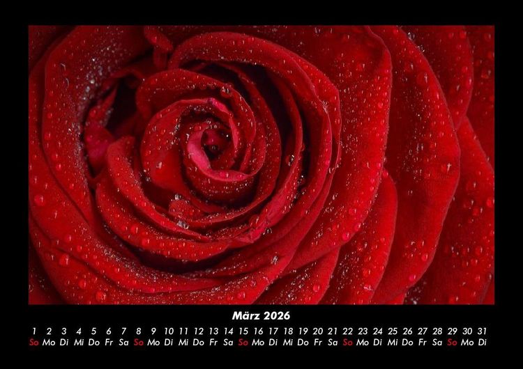 Produktbild: Rosentraum 2026 Fotokalender DIN A3
