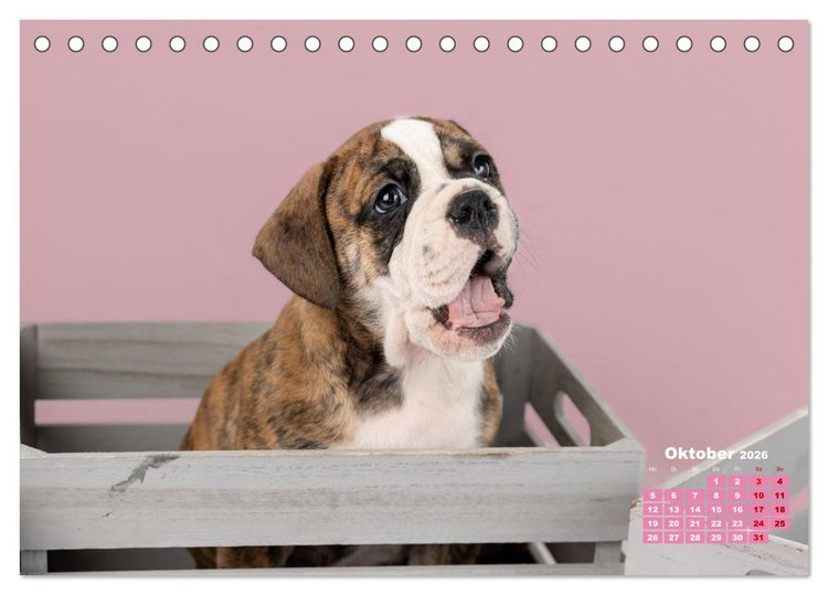 Produktbild: Old English Bulldog Welpen (Tischkalender 2026 DIN A5 quer), CALVENDO Monatskalender