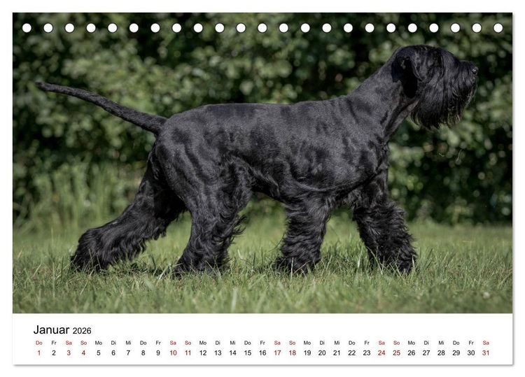 Produktbild: Schnauzer... von Zwergen und Riesen 2026 (Tischkalender 2026 DIN A5 quer), CALVENDO Monatskalender