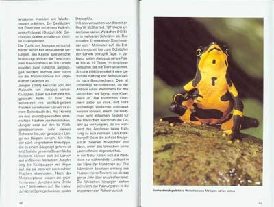 Produktbild: Harlekinfr&ouml;sche der Gattung Atelopus