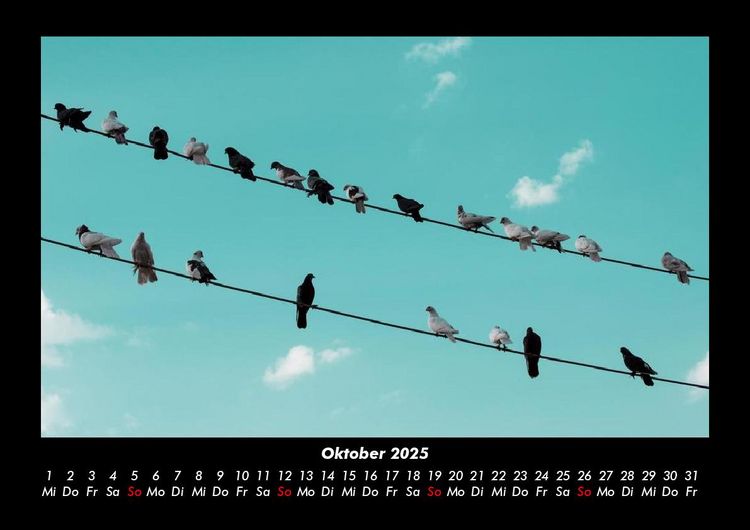 Produktbild: V&ouml;gel 2025 Fotokalender DIN A3