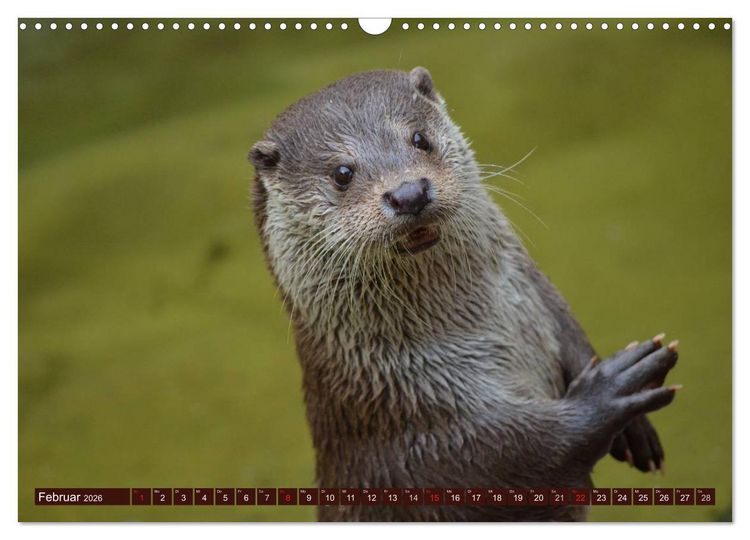 Produktbild: Otter. Frech, laut und clever (Wandkalender 2026 DIN A3 quer), CALVENDO Monatskalender