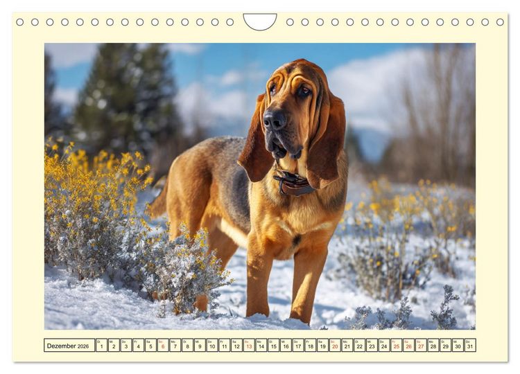 Produktbild: Bloodhound Momente. Zielstrebige Schn&uuml;ffler mit treuer Seele (Wandkalender 2026 DIN A4 quer), CALVENDO Monatskalender