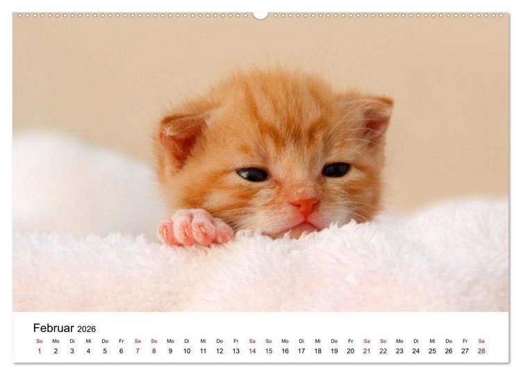 Produktbild: Katzenbabys (Wandkalender 2026 DIN A2 quer), CALVENDO Monatskalender