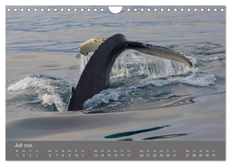 Produktbild: Island 2026 (Wandkalender 2026 DIN A4 quer), CALVENDO Monatskalender