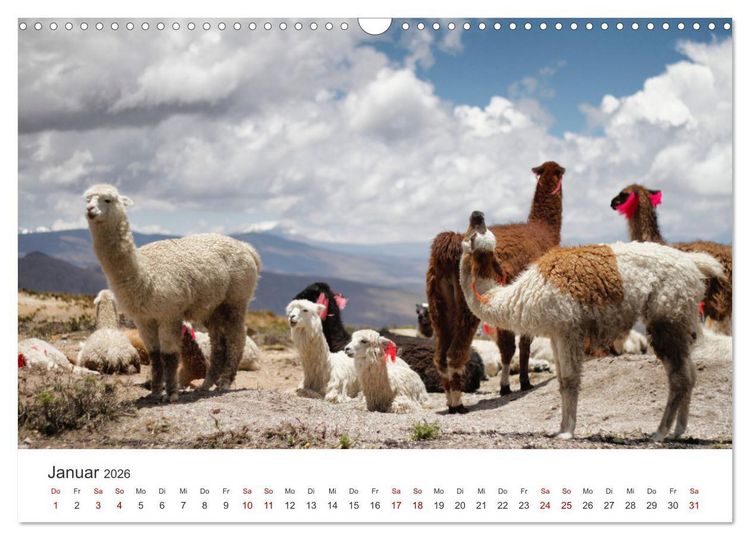 Produktbild: Lamas und Alpakas - Die weichen Neuweltkamele. (Wandkalender 2026 DIN A3 quer), CALVENDO Monatskalender