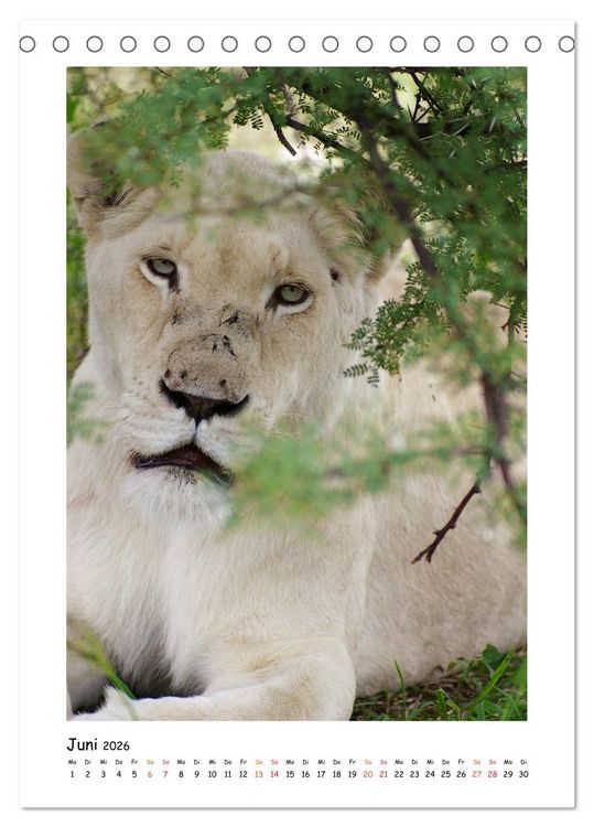Produktbild: S&Uuml;DAFRIKA - WILDTIERE IM PORTRAIT (Tischkalender 2026 DIN A5 hoch), CALVENDO Monatskalender