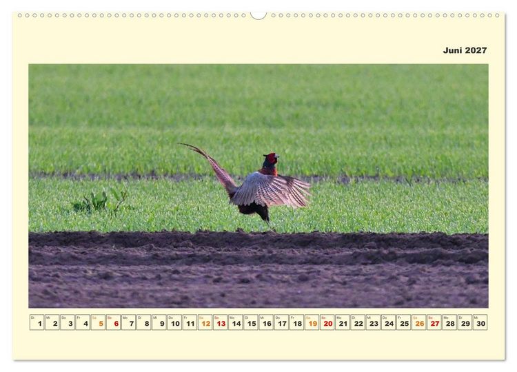Produktbild: Tierwelt der W&uuml;mmeniederung (Wandkalender 2027 DIN A2 quer), CALVENDO Monatskalender