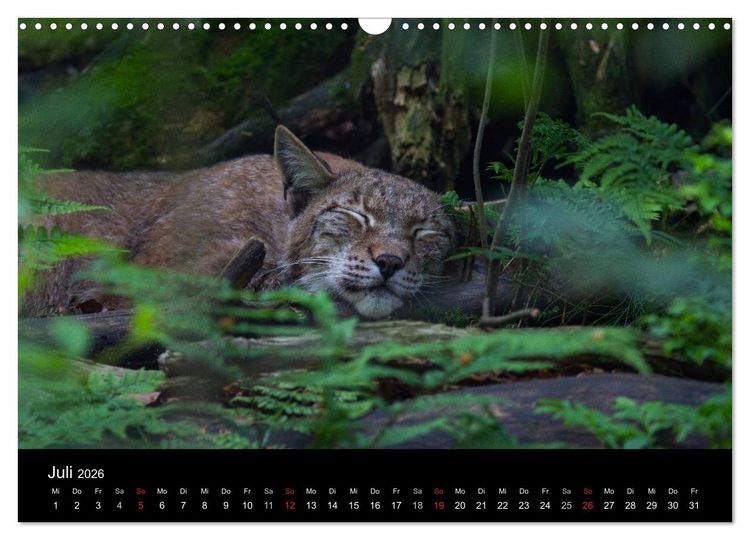 Produktbild: Der Luchs (Wandkalender 2026 DIN A3 quer), CALVENDO Monatskalender