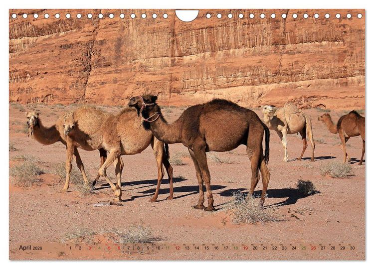 Produktbild: Kamele - Die freundlichen Gep&auml;cktr&auml;ger (Wandkalender 2026 DIN A4 quer), CALVENDO Monatskalender