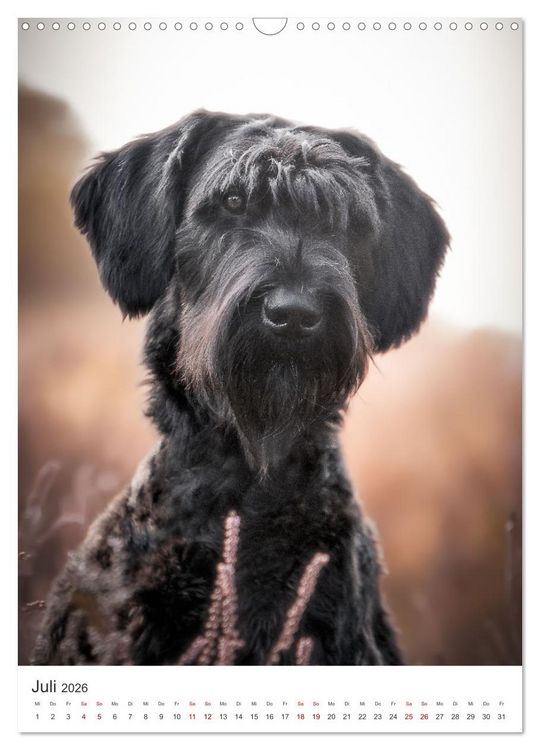 Produktbild: Hunde - Unsere treuen Wegbegleiter. (Wandkalender 2026 DIN A3 hoch), CALVENDO Monatskalender