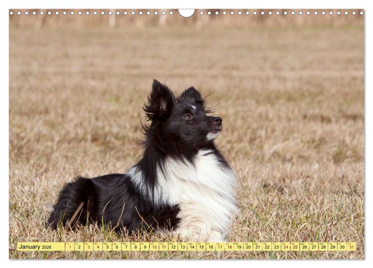 Produktbild: Shetland Sheepdogs - Sweet little charmers (Wall Calendar 2026 DIN A3 landscape), CALVENDO 12 Month Wall Calendar
