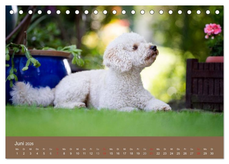 Produktbild: Pudel (Tischkalender 2026 DIN A5 quer), CALVENDO Monatskalender