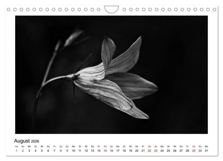 Produktbild: Die grafische Sch&ouml;nheit der Pflanzen &ndash; Schwarz-Wei&szlig; (Wandkalender 2026 DIN A4 quer), CALVENDO Monatskalender