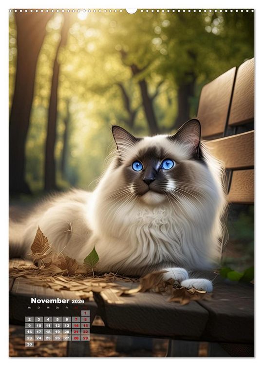 Produktbild: Pfotenabenteuer - Ragdolls in der Natur (hochwertiger Premium Wandkalender 2026 DIN A2 hoch), Kunstdruck in Hochglanz