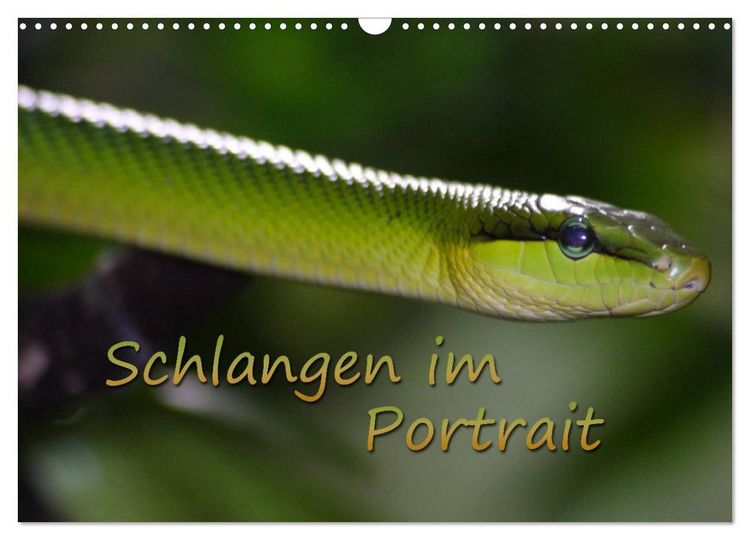 Produktbild: Schlangen im Portrait (Wandkalender 2026 DIN A3 quer), CALVENDO Monatskalender