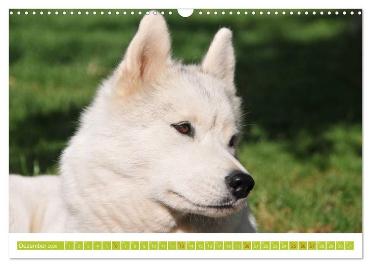 Produktbild: Siberian Husky - der Urtyp (Wandkalender 2026 DIN A3 quer), CALVENDO Monatskalender