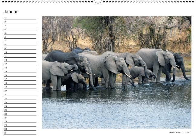 Produktbild: begegnungen - elefanten im s&uuml;dlichen afrika (Wandkalender immerw&auml;hrend DIN A2 quer)