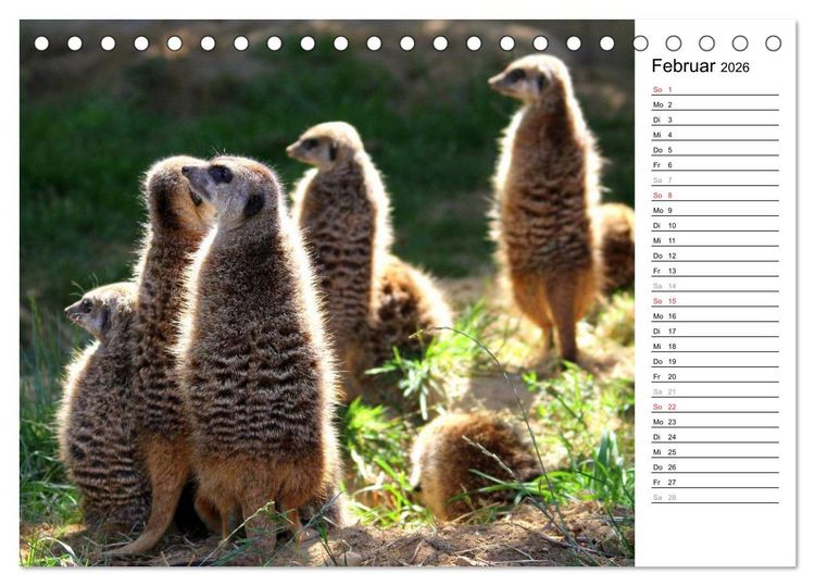 Produktbild: Erdm&auml;nnchen - Die Kobolde im Tierreich (Tischkalender 2026 DIN A5 quer), CALVENDO Monatskalender