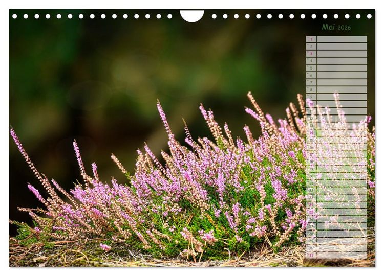 Produktbild: Heidespaziergang (Wandkalender 2026 DIN A4 quer), CALVENDO Monatskalender