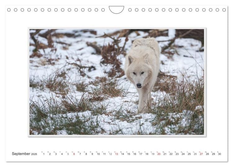 Produktbild: Emotionale Momente: Polarw&ouml;lfe. / CH-Version (Wandkalender 2026 DIN A4 quer), CALVENDO Monatskalender