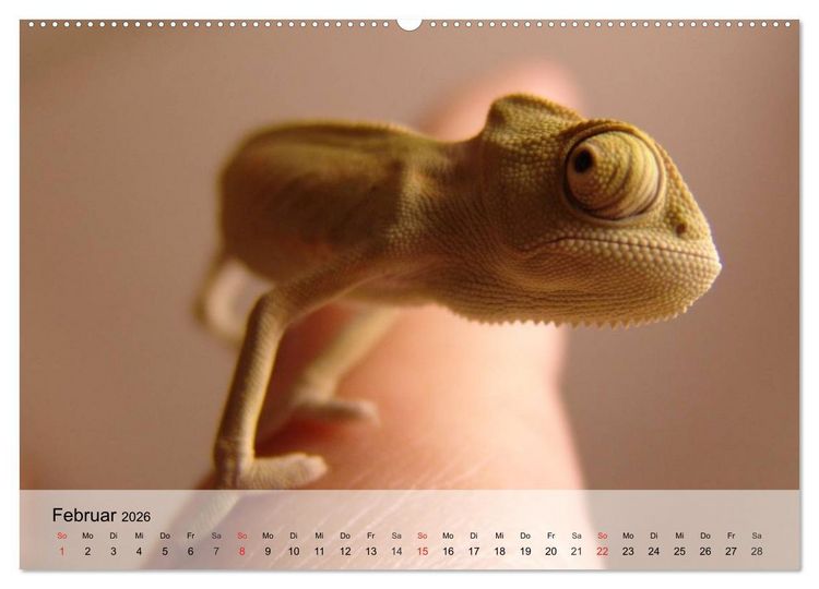 Produktbild: Kleine Reptilien (Wandkalender 2026 DIN A2 quer), CALVENDO Monatskalender