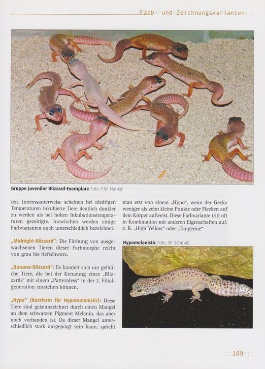 Produktbild: Leopardgeckos